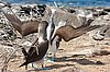 webbfbooby6.jpg