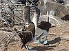 webbfbooby7.jpg