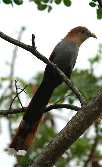 webcoucal.jpg