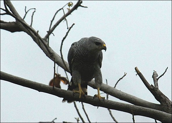 webhawk2.jpg