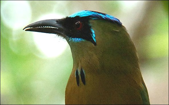 webmotmot1.jpg