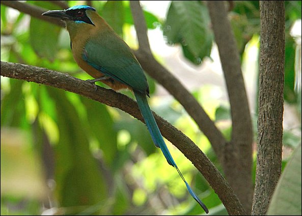 webmotmot2.jpg