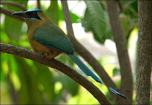 webmotmot3.jpg
