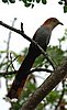 webcoucal.jpg