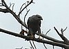 webhawk2.jpg