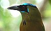 webmotmot1.jpg