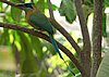 webmotmot2.jpg
