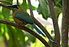 webmotmot3.jpg