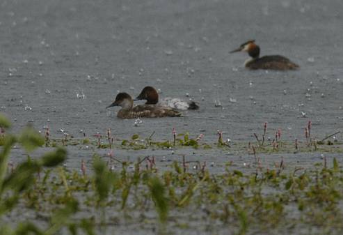 red crested pochard?
