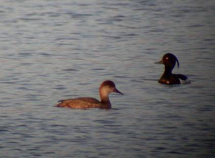 red crested pochard?