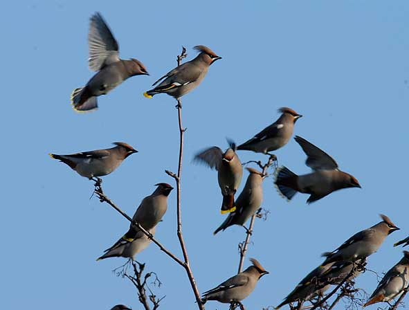 flock of waxwings