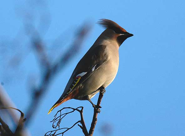 waxwing