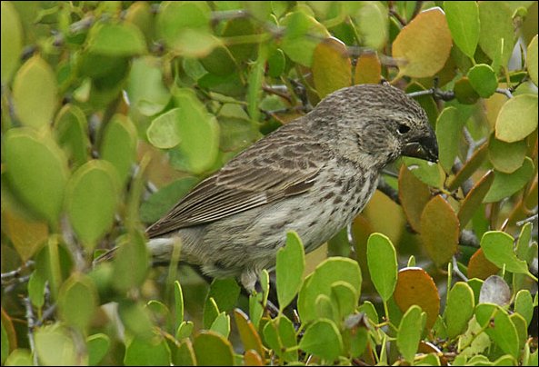 webfinch1.jpg