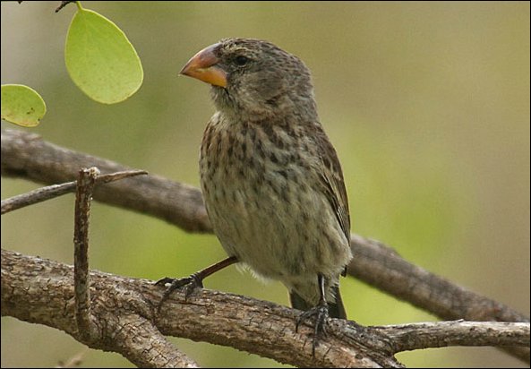 webfinch6.jpg