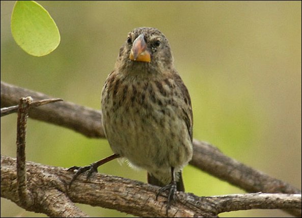 webfinch7.jpg