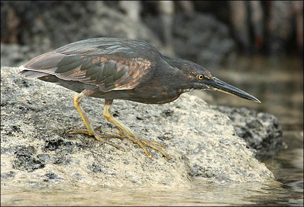 weblavaheron.jpg