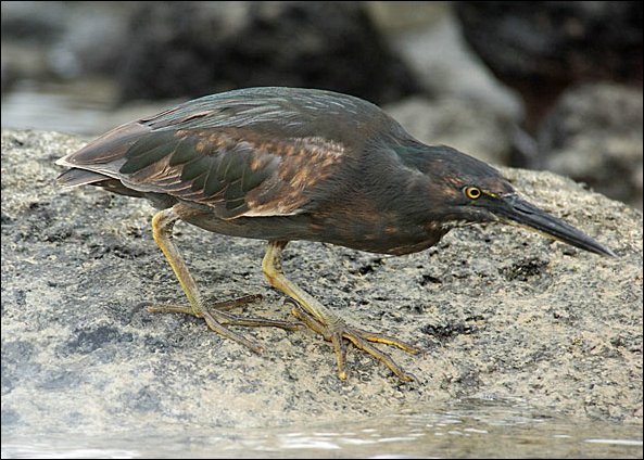 weblavaheron2.jpg