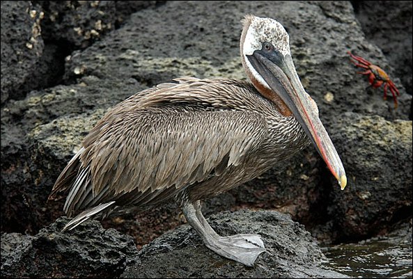 webpelican4.jpg