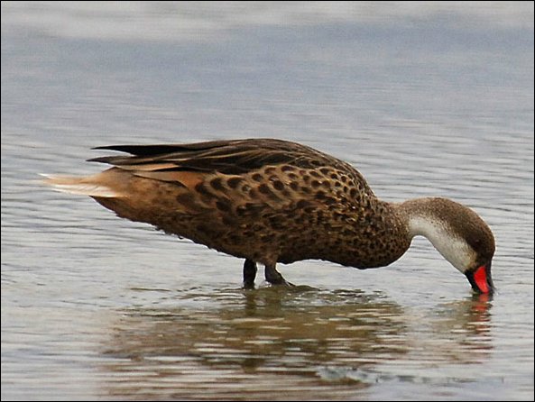 webpintail.jpg