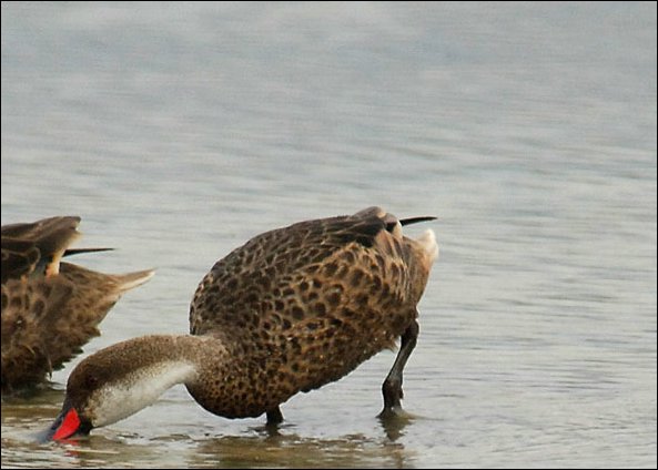 webpintail2.jpg