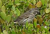 webfinch1.jpg