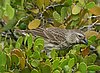 webfinch3.jpg