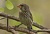 webfinch6.jpg