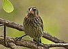 webfinch7.jpg