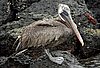 webpelican4.jpg
