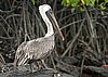 webpelican5.jpg