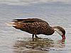 webpintail.jpg
