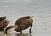 webpintail2.jpg