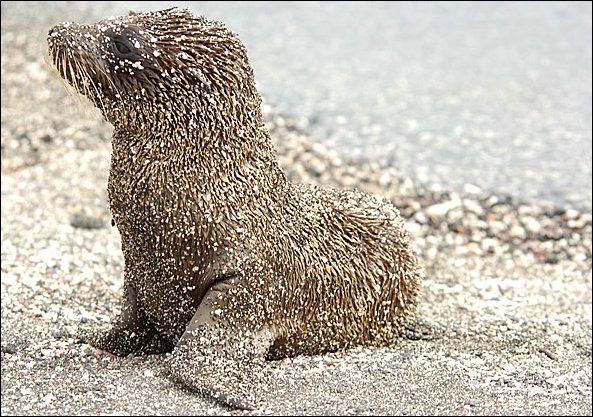 websealpup.jpg