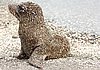 websealpup.jpg