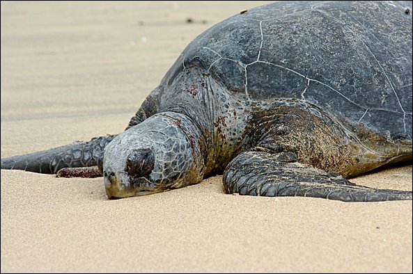 webgrturt2.jpg