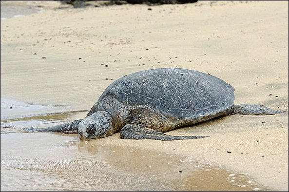 webgrturt3.jpg