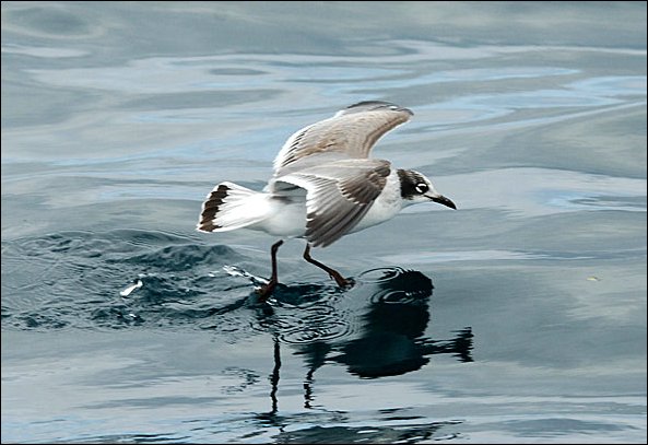 webgull4.jpg