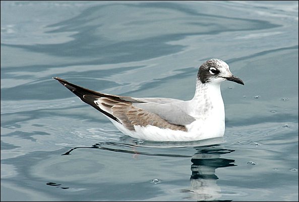webgull5.jpg