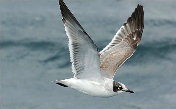 webgull6.jpg