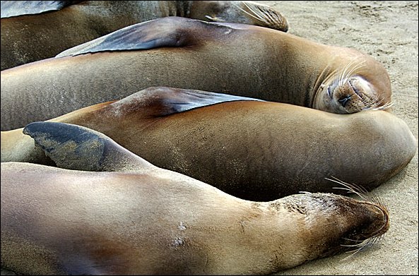 websealfl2.jpg