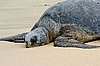 webgrturt2.jpg