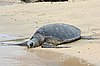 webgrturt3.jpg