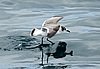 webgull4.jpg