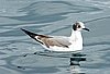 webgull5.jpg