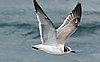 webgull6.jpg