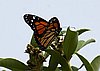 webmonarch.jpg