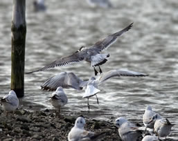 Franklin's gull