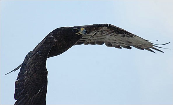 webgalhawk1.jpg