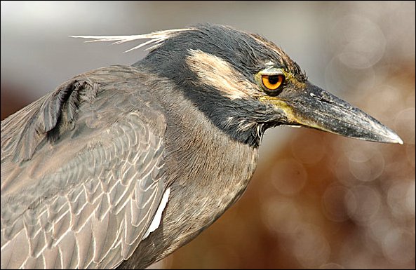 webycheron2.jpg