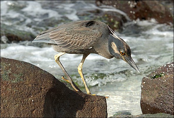 webycheron4.jpg